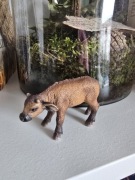 Młode bawola-> wyjątkowy unikat z 2010roku!