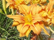 Hemerocallis / Liliowiec: fulva Kwanso