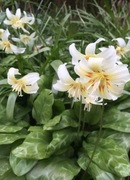 Psiząb erytronium White Beauty