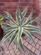 Agawa amerykańska 'Variegata'