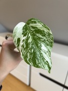 Monstera Variegata