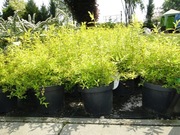 Tawuła szara 'Kaziu' PBR C3 40/60 cm