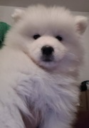 Samoyed ZKwP/FCI piesek, suczka