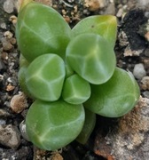 Pachyphytum Compactum, mały kryształ, GRATIS 225