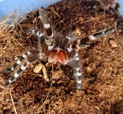 Acanthoscurria geniculata samiec 4.5dc