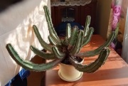 Kaktus 30 lat prawdopodobnie wilczomlecz Euphorbia polyacantha