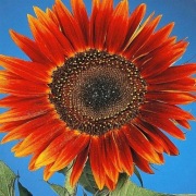 Słonecznik ozdobny Evening Sun - czerwono-brązowy