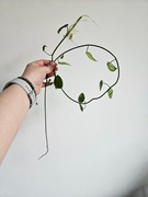 Hoya gigas ukorzeniona i rosnaca 