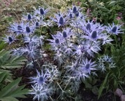 Eryngium giganteum (Mikołajek olbrzymi )20 szt. nasion 
