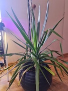 Dracena smocza, drzewo smocze, smokowiec, 100 cm