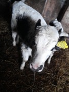 Sprzedam jałówki Białogrzbietki, Białogrzbiete