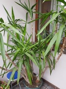 Jukka duża donica rozkrzewiona 2m