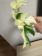 Raphidophora Tetrasperma Variegata - monstera MINIMA  - szczyt