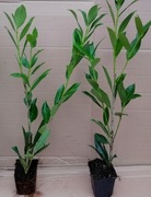 Laurowiśnia CAUCASICA 40-70 cm DUŻA