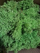 Ściółka mech chrobotek Fiński do stroików terrarium makiety 0,5 kg