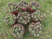 Rojniki pięknie rozrośnięte.