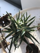Aloe 'Coral Fire' Aloes donica 8.5 kilka sadzonek