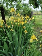 Irys bródkowy żółty, kłącze 5szt