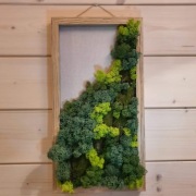 Żywy obraz mech chrobotek 