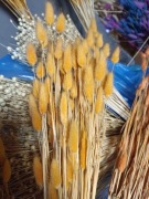 lagurus dmuszek jajowaty trawa suszony jasno pomarańczowymi