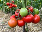 Pomidor Kazachski rubin. Bardzo plenny.Odporny na choroby