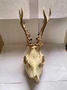 Trofeum myśliwskie, Parostki, poroże sarny rogacza, kozła, koziołka