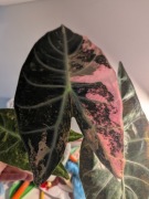 Alocasia Nairobi Nights pink dragon bulwa variegata alokazja