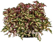 Koleus - Coleus Down Town Miami Magic
