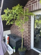 Klon palmowy Acer palmatum ok 170 cm 