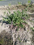 Sadzonka szałwii omszonej