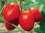 Pomidor Colibri F1 - Nasiona Holenderskie