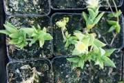 KANNA (SCELETIUM TORTUOSUM) - sadzonka
