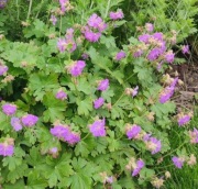 Bodziszek drobny łąkowy 10 pak