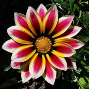 Gazania lśniąca-mix kolor 