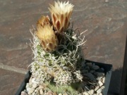 Navajoa peeblesiana v. maia JB 6 - 10 nasion