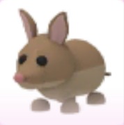 Bandicoot - Adopt Me Roblox