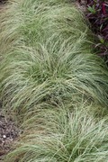 Turzyca włosowa 'Frosted Curls' Carex comans