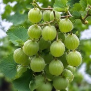 Sadzonki agrestu 10szt Wysyłka