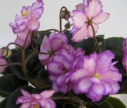 Fiołek afrykański sadzonka N Nostalgija