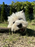 Naturalny róg jelenia gryzak dla psa 