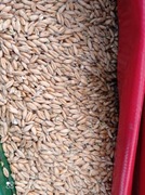 Przenżyto tegoroczne. Ładne 