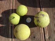 Orzech czarny orzechy na nalewkę !!!