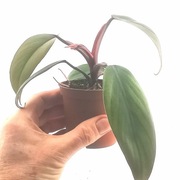 Philodendron Strawberry Shake regres 
