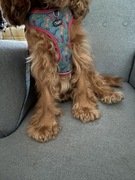 Wygodne oddychające i regulowane szelki  (klatka 44-55cm) ze smyczą