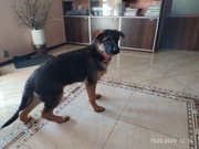 Rodowodowe szczenięta owczarka niemieckiego 