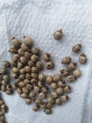 Jaja straszyków australijskich - extatosoma tiaratum 50szt