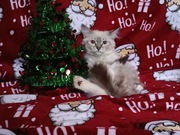 Koty Syberyjskie Neva Masquerade - NINJA ZKolakowegoDomu*PL