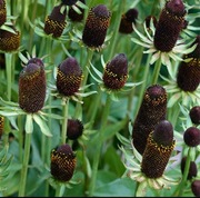 Rudbekia green wizard 