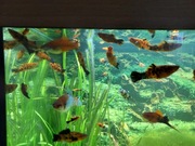 Mieczyk Hellera Marble