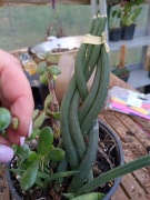 sansevieria sansewieria cylindrica twist